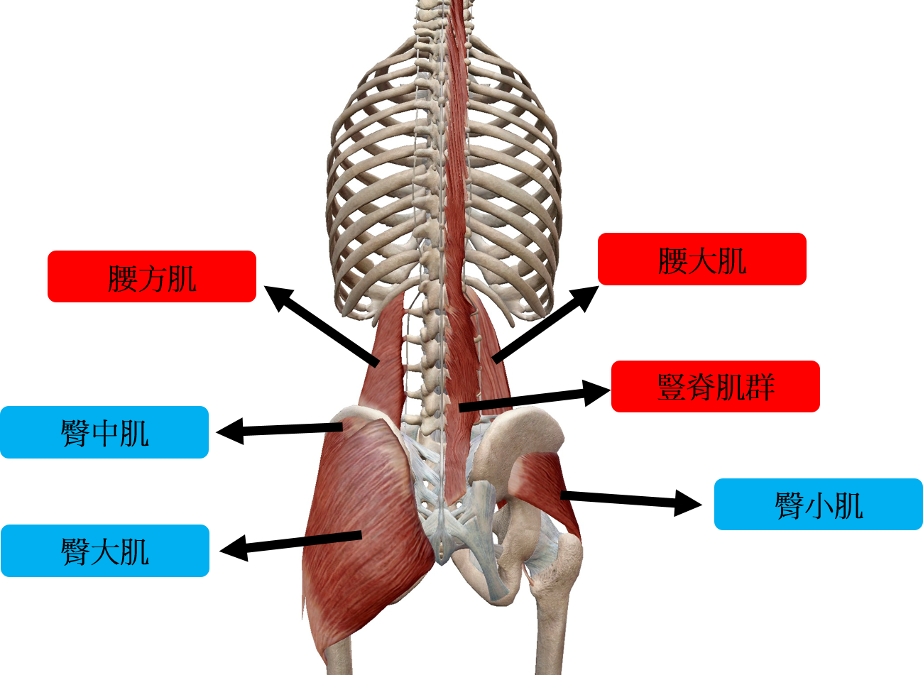 腹横肌 腰方肌 腹股沟管-运动解剖学-图片